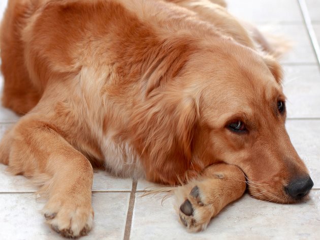 Отказът от храна е един от симптомите на гастрит и колит при кучета и котки