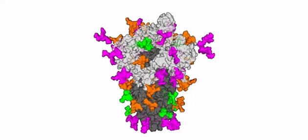 3D моделът на вируса, разработен от учените в Саутхемптън. 