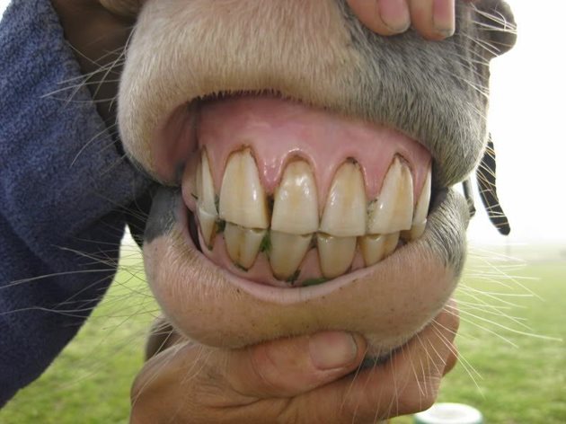 Всички знаят, че трябва да се огледат зъбите на коня