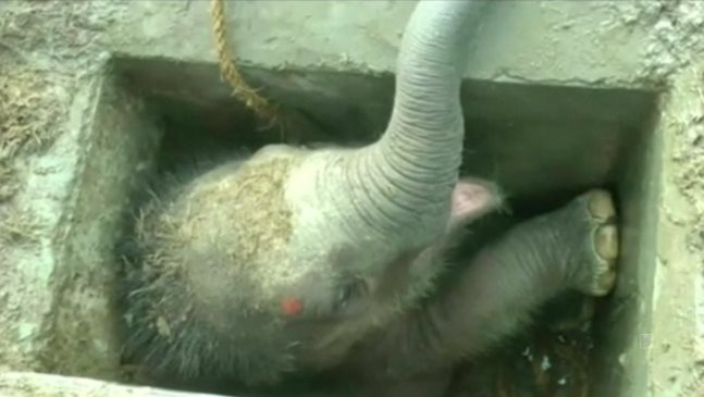 Спасиха слонче, заклещило се в улична шахта (видео)
