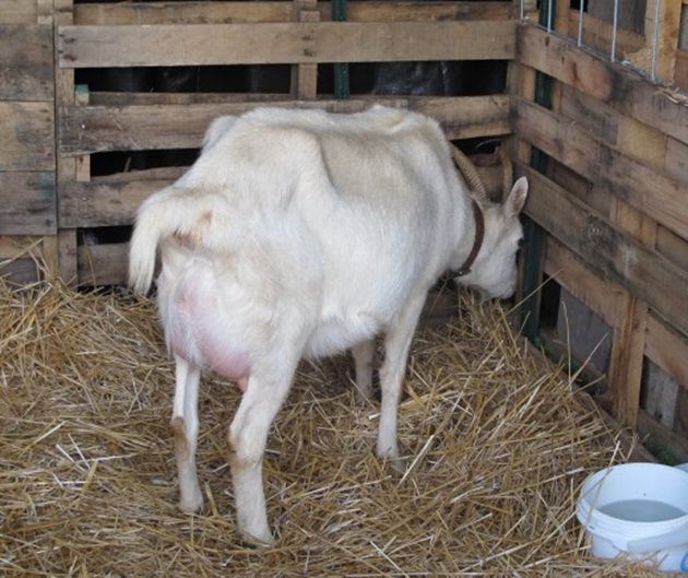 А през последните дни от бременността на козата прибавайте във водата й за пиене по 50 г захар през ден
