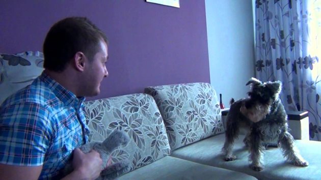 Ако сте решили кучето да не се качва на дивана, не правете изключения
Снимка: YouTube