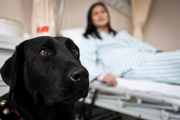 Около 300 кучета - терапевти има в Китай