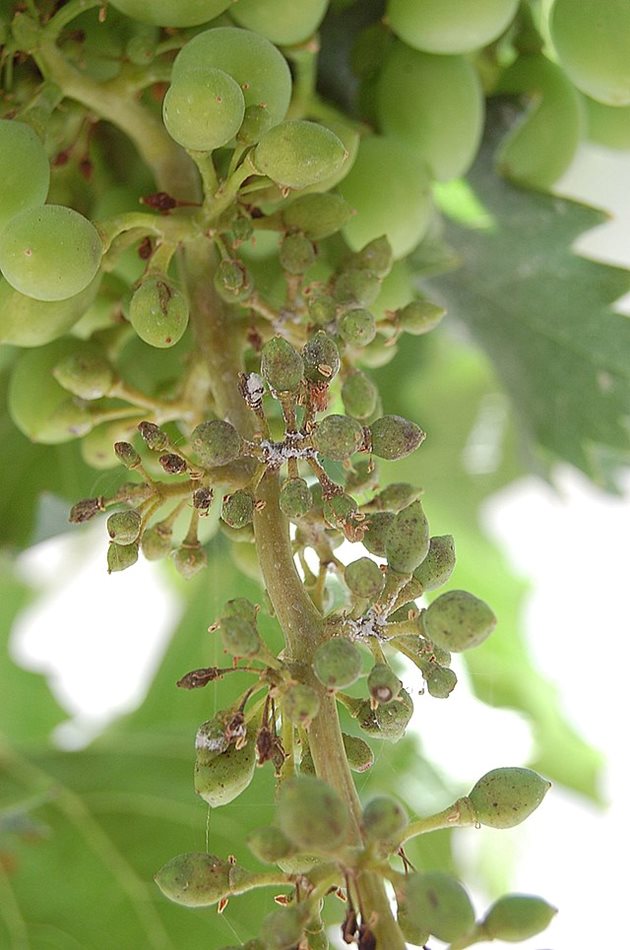 Признаци на заразяване по грозд