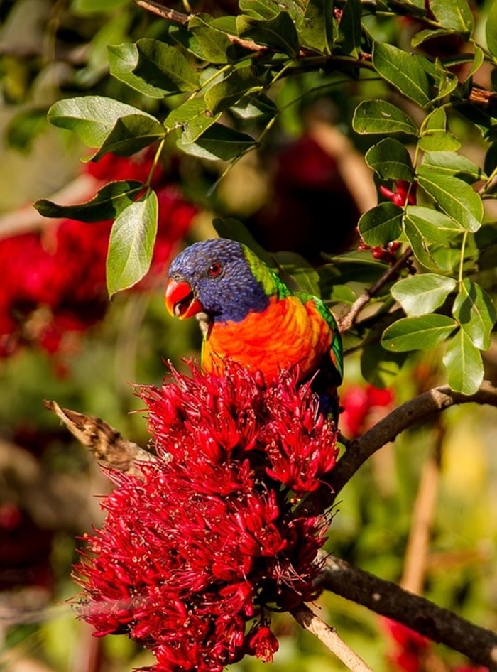 Австралийски папагал
Снимка: Пиксабей