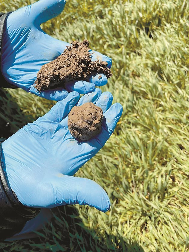Глинеста почва се подобрява многократно след покривни растения