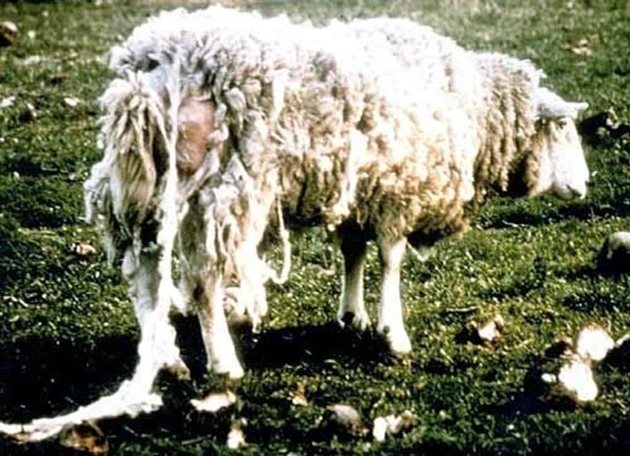 Краставите овце са като проскубани, често големи кичури вълна се влачат по земята