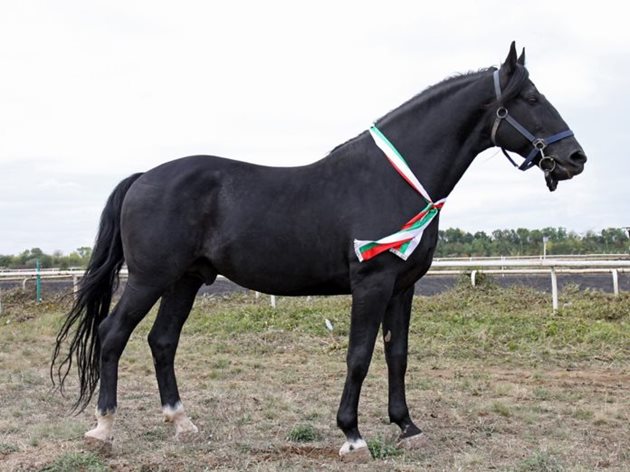 Създадена преди почти столетие, породата Дунавски кон е изключително постижение на родното коневъдство Снимка ezdapress.com