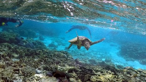 Обявиха Големият бариерен риф за мъртъв