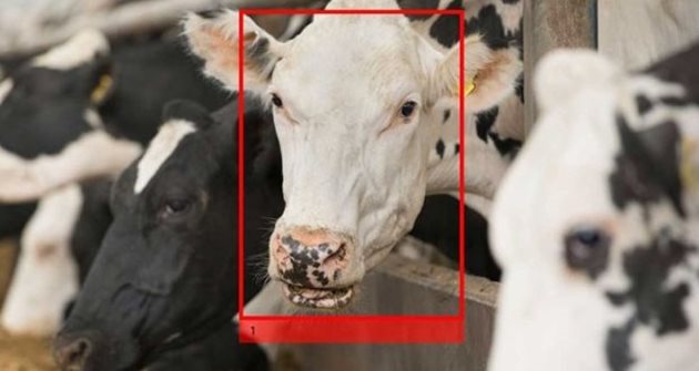 Нова технология идентифицира крави по "чертите на лицето" за 6 секунди и фиксира движението им и определени външни признаци Снимка: Irish times