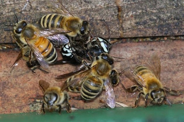 За да спрете набезите на крадците на мед, на нападнатия кошер се слага силна миризма, която обърква нападателите.