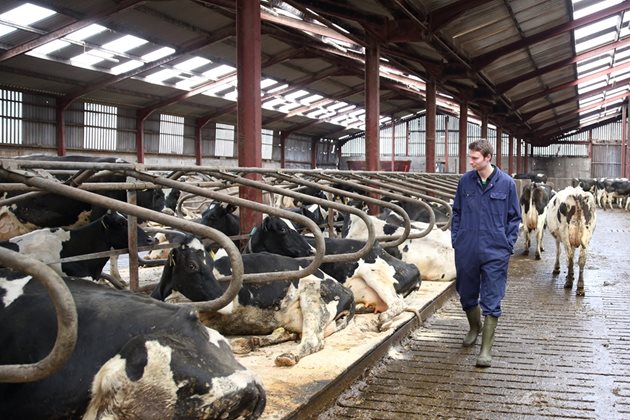 Почти всички ирландски фермери са членове на кооперации и реализират чрез тях суровото мляко