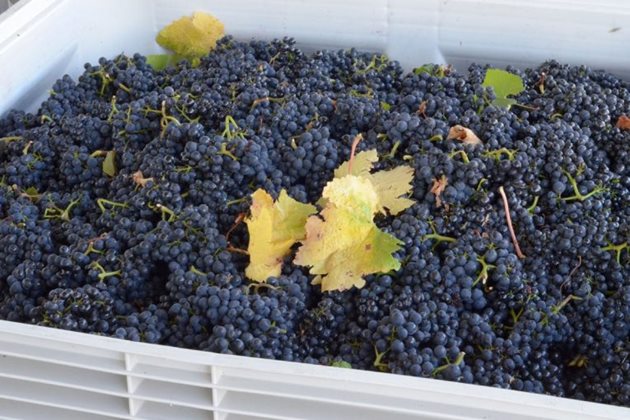 Необходимо е да се подаде по-подробна информация къде и какви количества грозде има. Така винарските предприятия ще могат да се ориентират по-лесно.