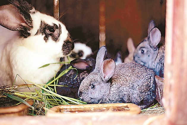 Зайците ядат често, но по малко. Женската по време на кърмене и бебета до 2,5 месеца трябва да се хранят 4 пъти на ден.