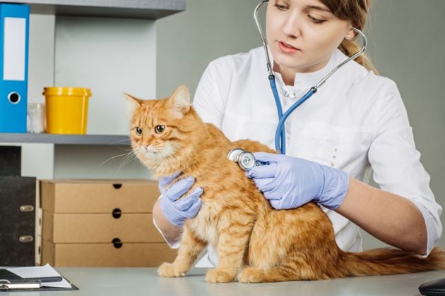 Препоръка: ако котката дава симптоми на разболяване или се разкашля, веднага я водете на ветеринар