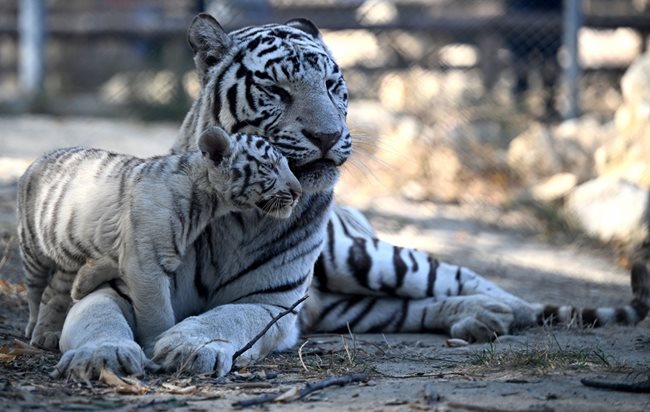 Малките тигърчета могат да се видят от посетителите на зоопарка от два дни
