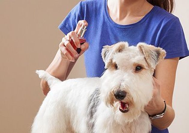 Дезодорантът за кучета е ефективен само ако е предшестван от добра всекидневна хигиена
