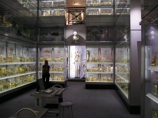 Колекцията на Хънтъровия музей. В средата е големият скелет на Бърн.