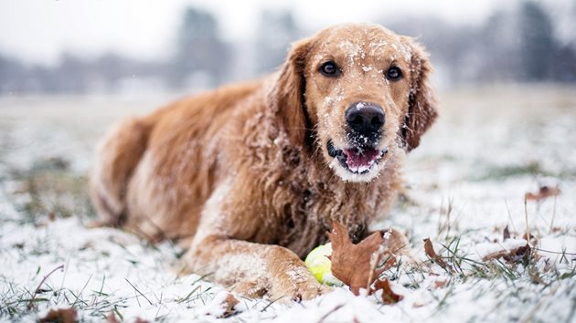 Не допускайте кучето да лежи в снега и цялата му козина да е в сняг. Ако температурата е минусова, има реална опасност от преохлаждане и дори пневмония. задължително погледнете термометъра за външната температура