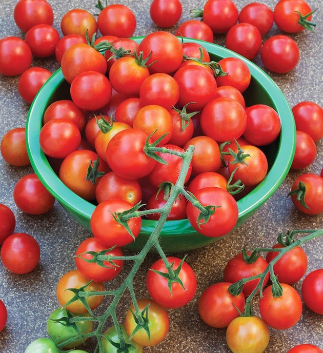 Холандските мини домати през миналата седмица в нашите хипермаркети бяха на цена 15,99 лв. за килограм