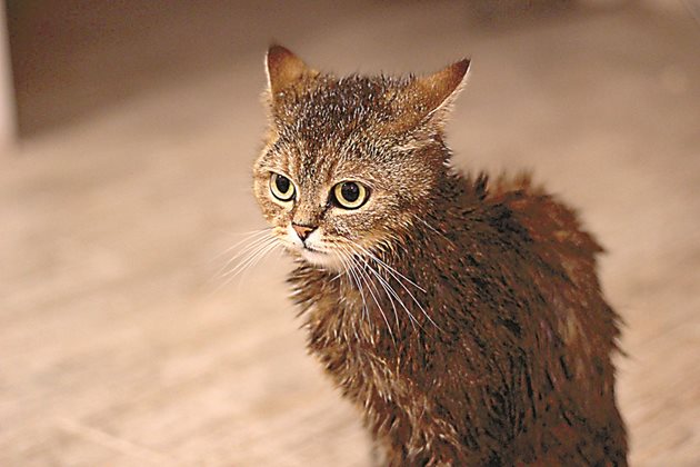 Къпана котка