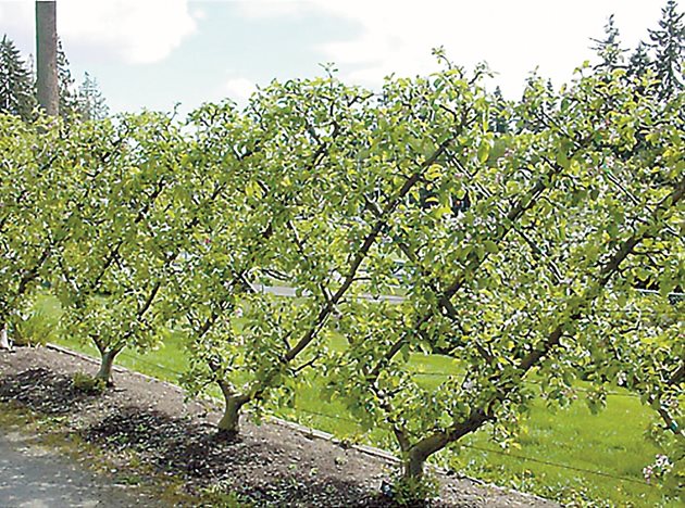 Любители овощари правят уникални „плетеници", като с резитба придават различни форми на овощните дръвчета
