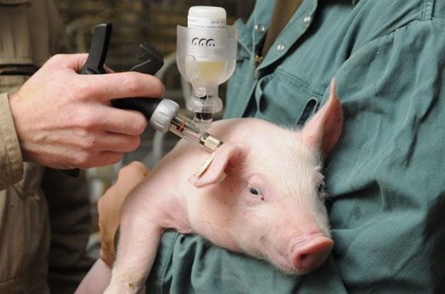 Прасетата са изключително чувствителни към микотоксини.Тежестта на отравяне се влияе от вида и концентрацията на микотоксини във фуража, както и от възрастта и фазата на животинската продуктивност. Най-податливи на микотоксини са млади свине, свине-майки и нерези.