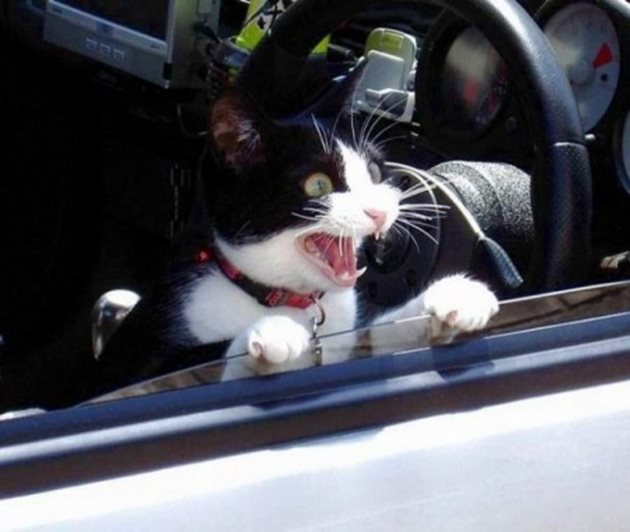 За разлика от кучетата, котките не обичат да се возят в кола. На повечето писани им прилошава по време на пътуване.