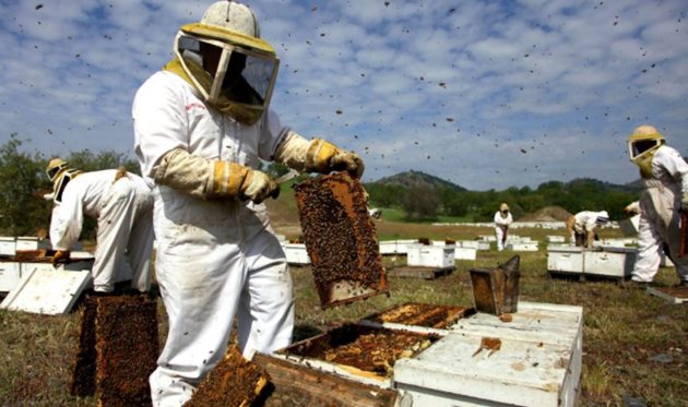 Производството на мед в САЩ непрекъснато расте, а това означава, че много скоро Щатите ще са най-големият световен производител на мед.