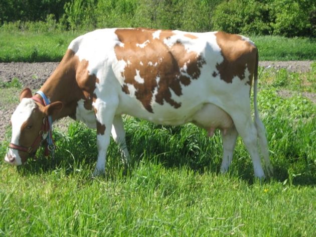 По вимето веднага може да познаете високомлечната крава