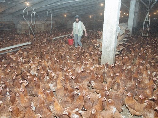 Спиран ли е вносът на пилешко без салмонела проверява прокурор