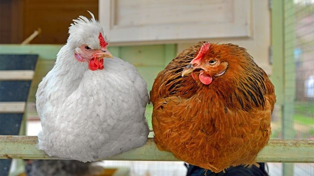 Затлъстелите кокошки започват да снасят нередовно или съвсем спират да снасят