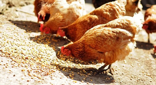 Хранете кокошките си с балансирани дажби, съдържащи витамини, микро- и макроелементи
