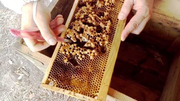 След като узреят маточниците (пчелите обелват върха им), те внимателно се изрязват с част от питата и се използват според нуждата , като на семейството се оставя един маточник. Снимка YouTube