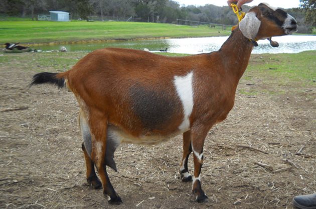 Англо-нубийска коза не можеш да я сбъркаш - заради големите увиснали уши и гърбавия нос