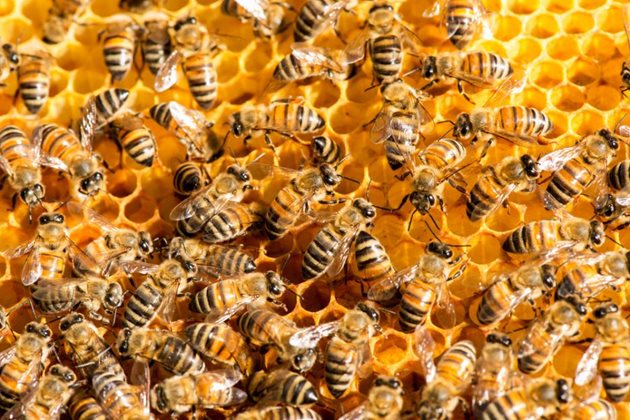 Големината и силата на пчелното семейство се определя по броя на междурамията покрити с пчели. Това означава броя на пчелите, които покриват от горе до долу съседните восъчни пити. При това този брой на пчелите в едно междурамие е постоянно число, което е еднакво и не се изменя от годишното време, от силата на семейството и от другите фактори