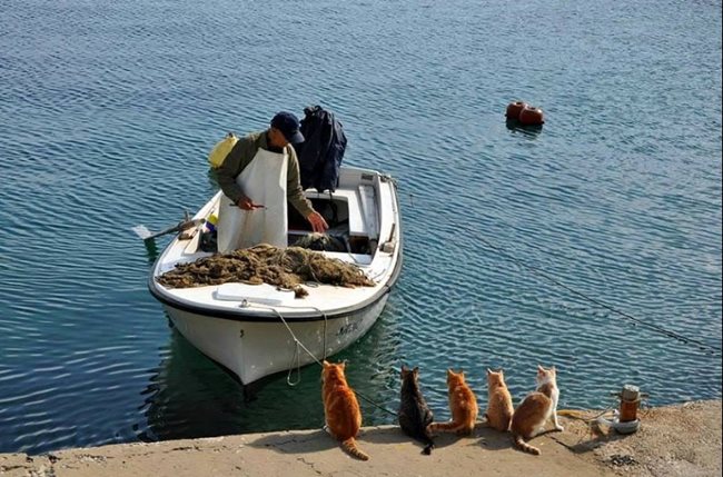 Кадър на рибар, който се връща от улов, а на брега го чакат пет котки, вече е новата снимка на корицата във фейсбук на първата дама.