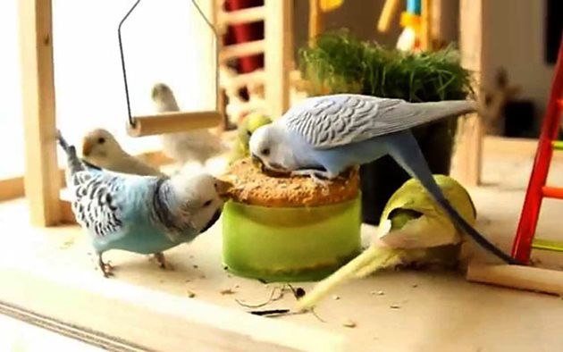 Птиците обичат хляб. Няма значение какъв. Сложете парченце леко влажен хляб на подходящо място и ще видите с какъв апетит го ядат