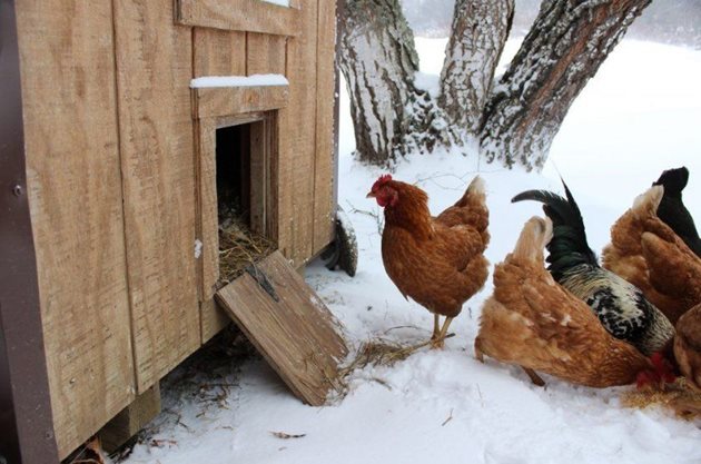 През зимата кокошките вече имат по-пухкаво оперение, което запазва топлината и им осигурява достатъчна защита от студа