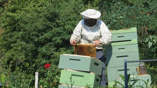 Ако сте начинаещ пчелар и искате да разберете с какво сте се захванали, и да разсеете някои от погрешните схващания на начинаещите пчелари, ви предлагаме съветните на хора, разбираши от пчели.