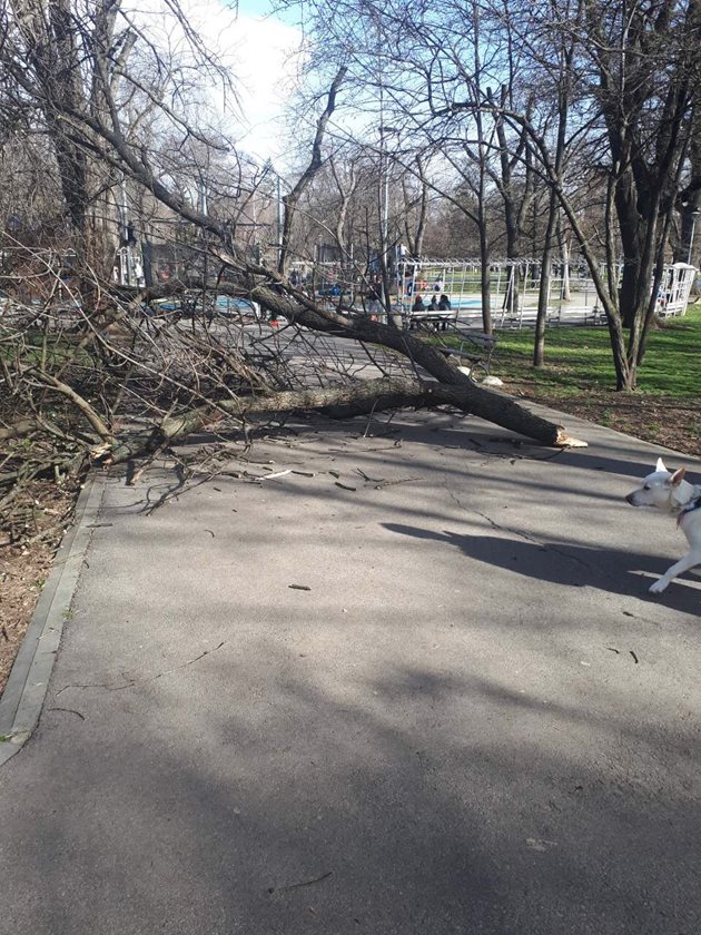 Силният вятър събори дърво в столичния парк “Св. Троица” около 16 ч вчера, докато по алеите тичаха деца. За щастие, никой не пострада.