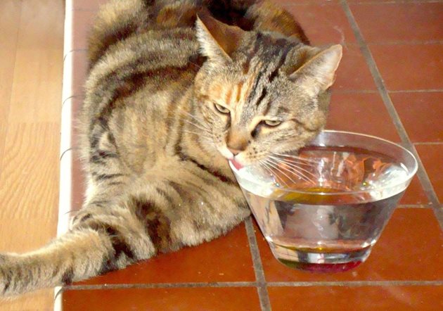 В жегите сменяйте водата на котката 4-5 пъти на ден