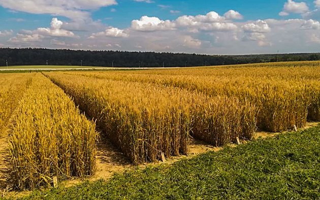 Нови перспективни линии зимна пшеница на полетата на Центъра