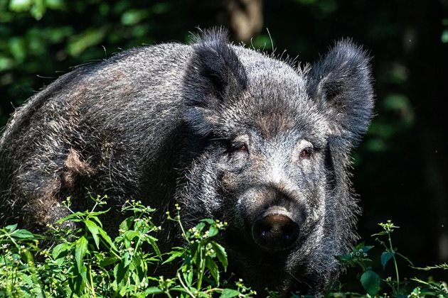  В Полша освен 1845 мъртви глигани са засегнати и четири ферми с домашни свине в Западна Полша.