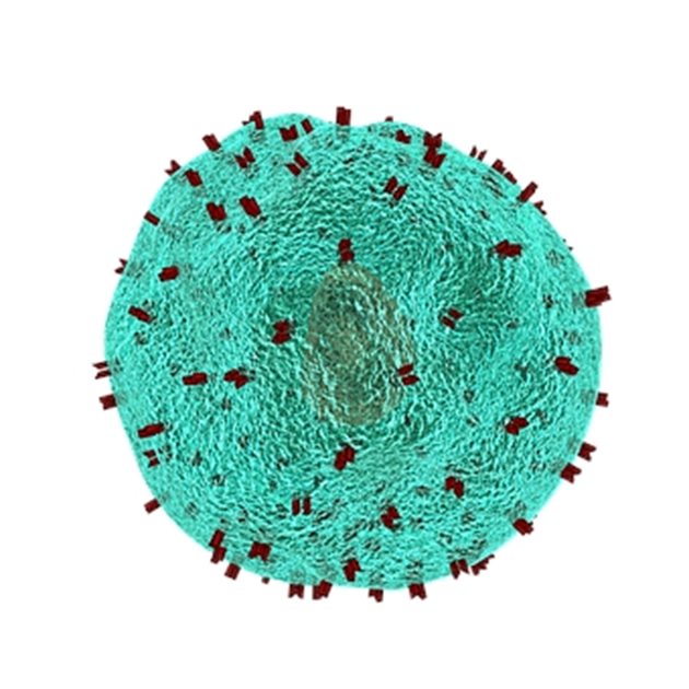 Имунна клетка, наричана Т-клетка помощник