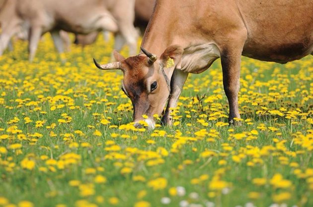 Кравите на Ян Дирк порода Джерсей са на пасищно отглеждане