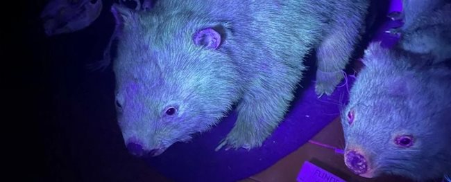 Вомбатите имат флуоресцентна козина СНИМКА: Музей на Западна Австралия