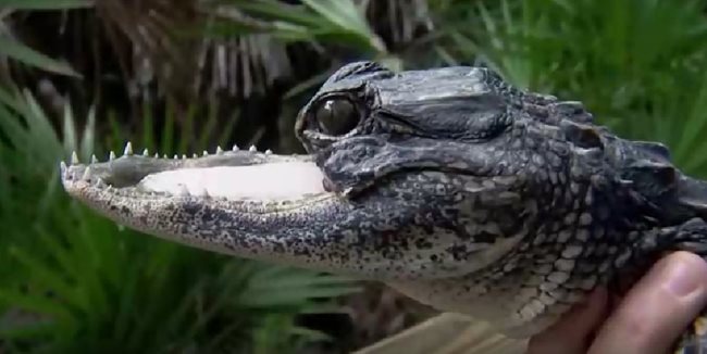 Горната челюст на алигатора вероятно е била отрязана от витло на лодка Кадър: Нова тв