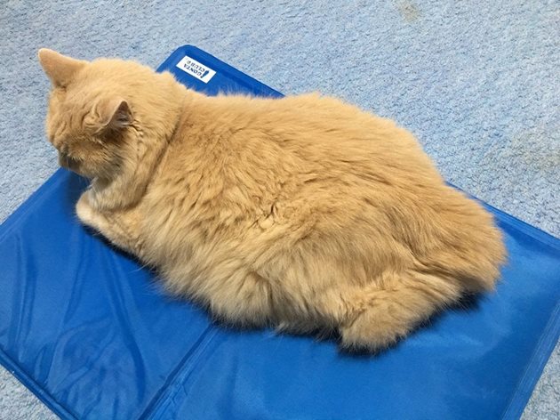 Котка върху охлаждаща постелка