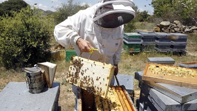 За правилното развитие на пчелните семейства от значение са много фактори -  разположението на восъчните пити, непрекъснатостта и дебелината на пчелната пита, свободното пчелно междурамково и пространство и др.